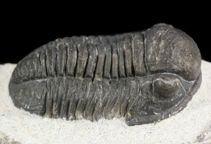 Gerastos Trilobite Fossil - Morocco #52114